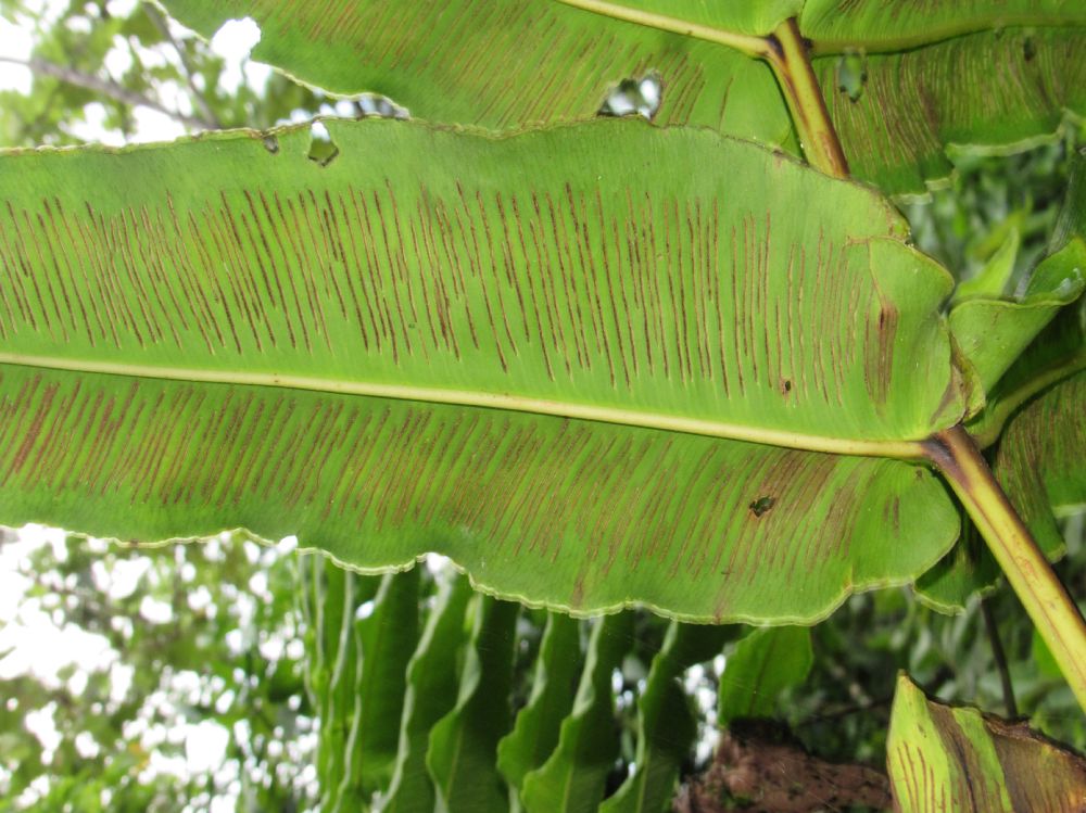 Diplaziopsidaceae Hemidictyum marginatum