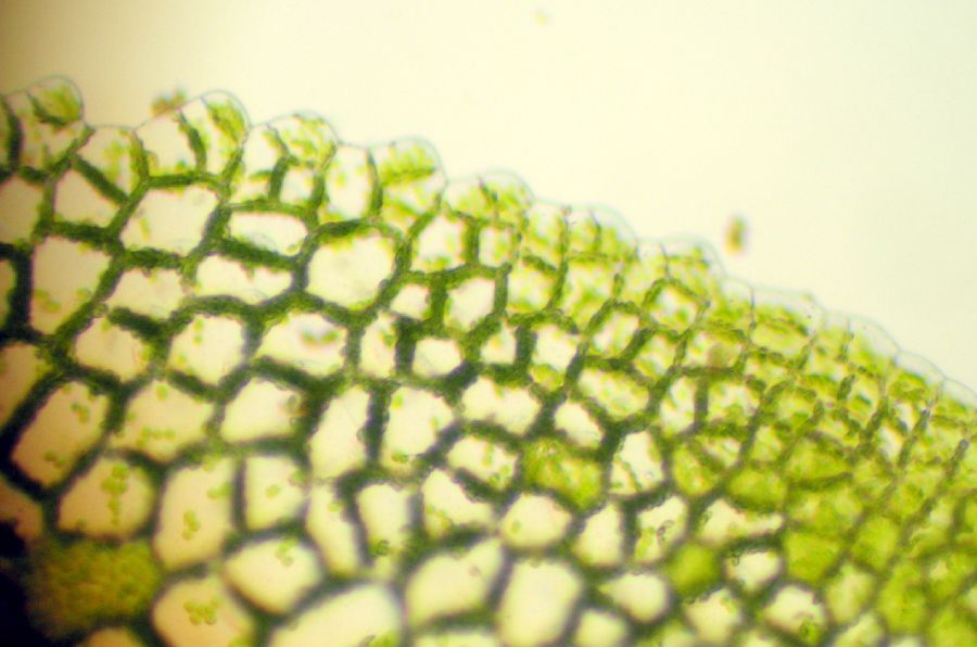 Aspleniaceae Hymenasplenium riparium