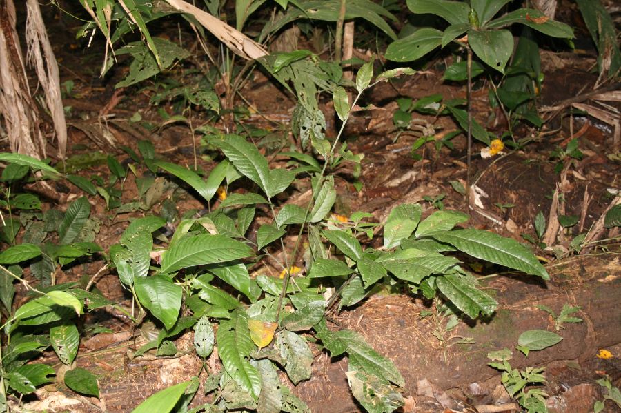 Lomariopsidaceae Mickelia nicotianifolia