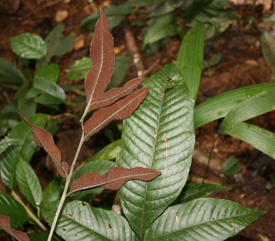 Lomariopsidaceae Mickelia nicotianifolia