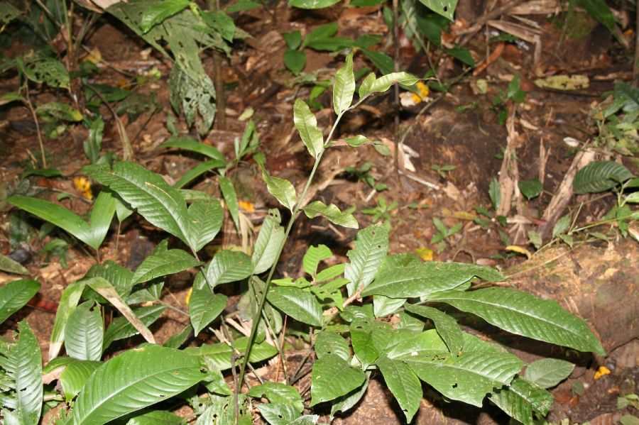 Lomariopsidaceae Mickelia nicotianifolia