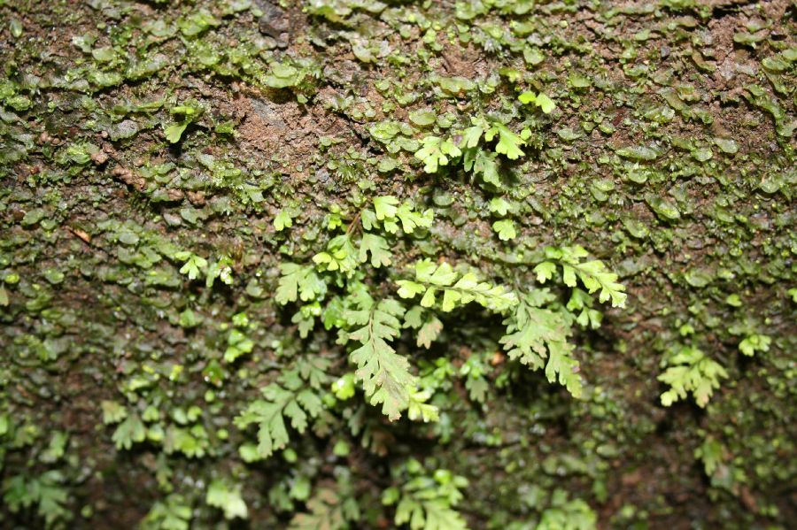 Aspleniaceae Hymenasplenium riparium