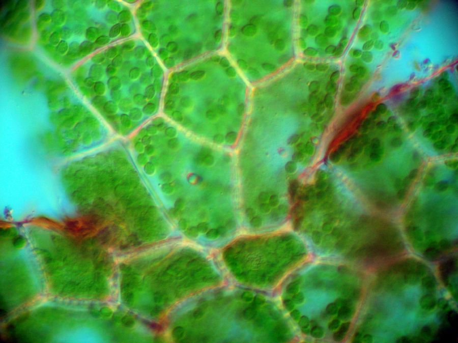 Aspleniaceae Hymenasplenium riparium