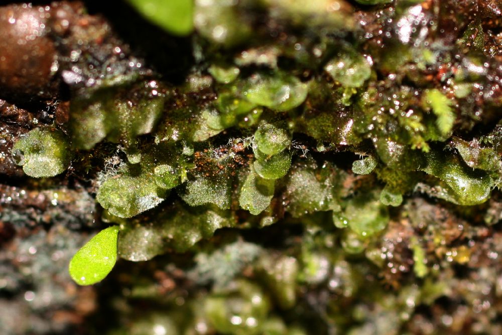 Polypodiaceae Campyloneurum aphanophlebium