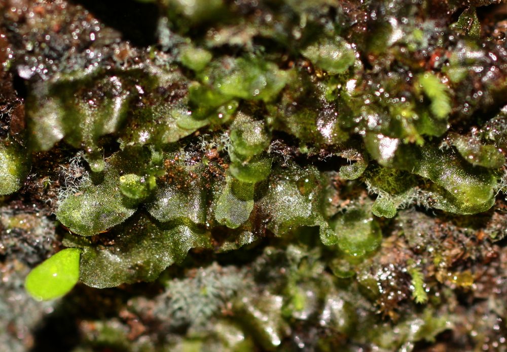 Polypodiaceae Campyloneurum aphanophlebium