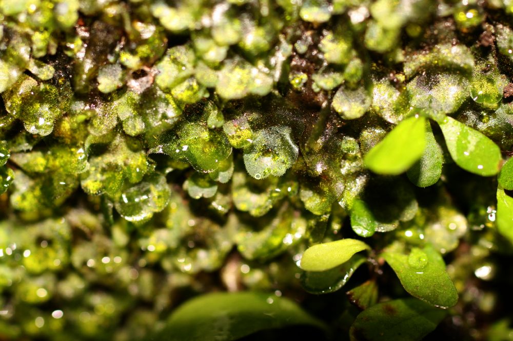Polypodiaceae Campyloneurum aphanophlebium