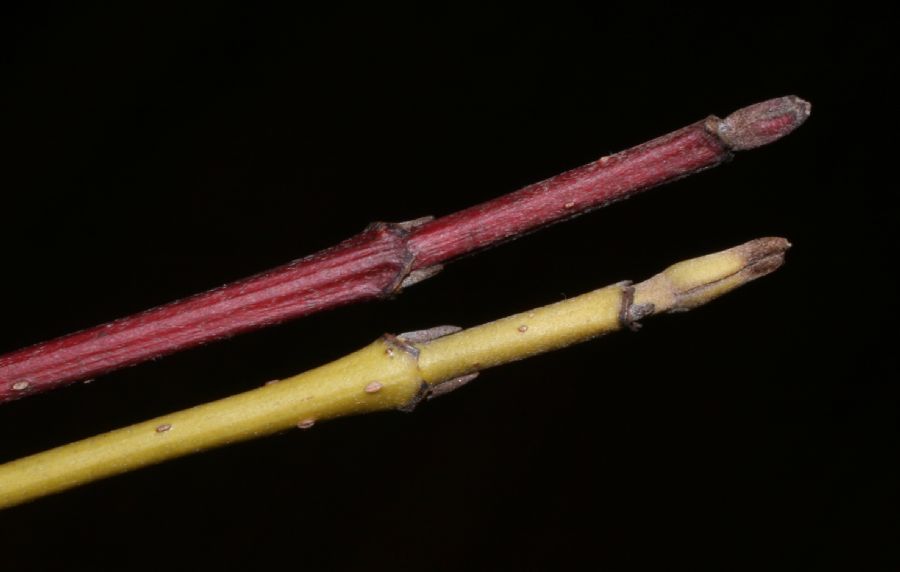 Cornaceae Cornus stolonifera