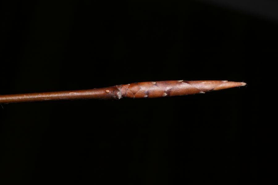 Fagaceae Fagus grandifolia