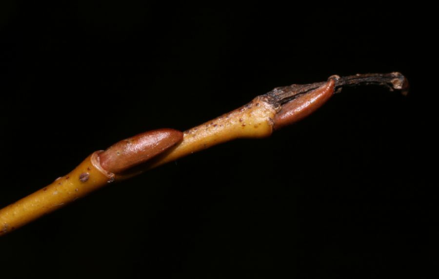 Salicaceae Salix nigra