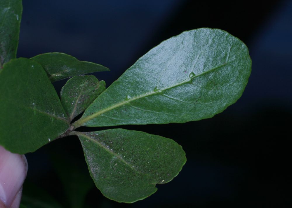 Combretaceae Bucida bucera