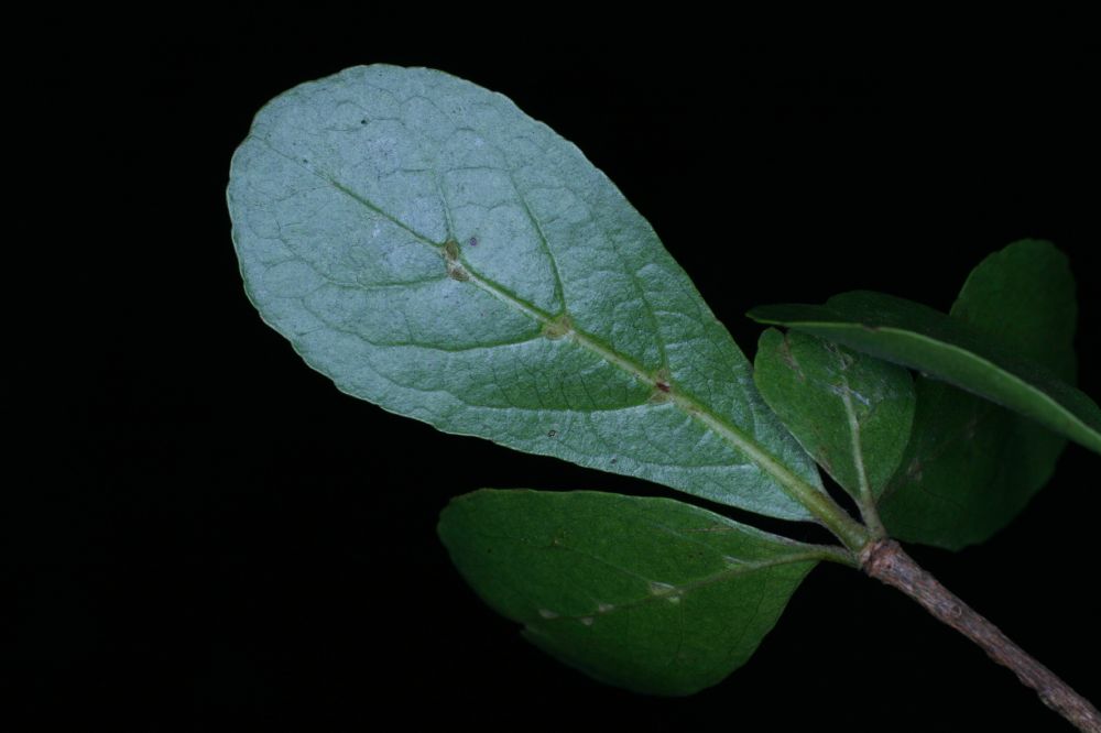 Combretaceae Bucida bucera