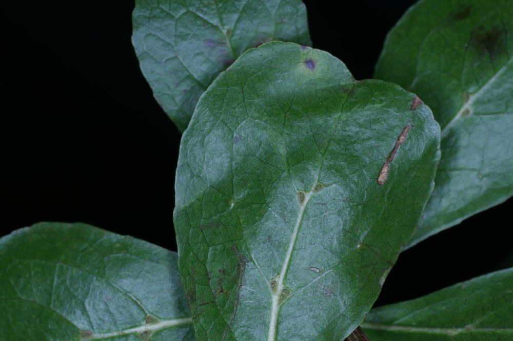 Combretaceae Bucida bucera