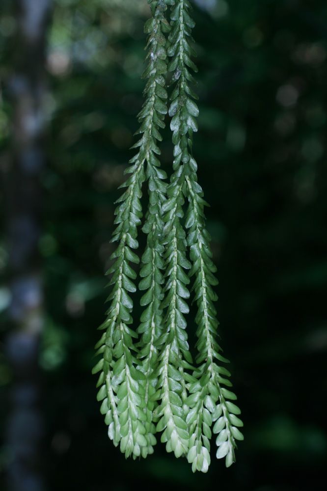 Lycopodiaceae Phlegmariurus dichaeoides