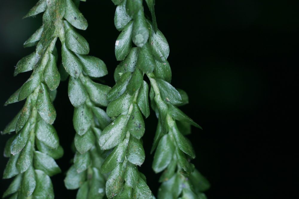 Lycopodiaceae Phlegmariurus dichaeoides