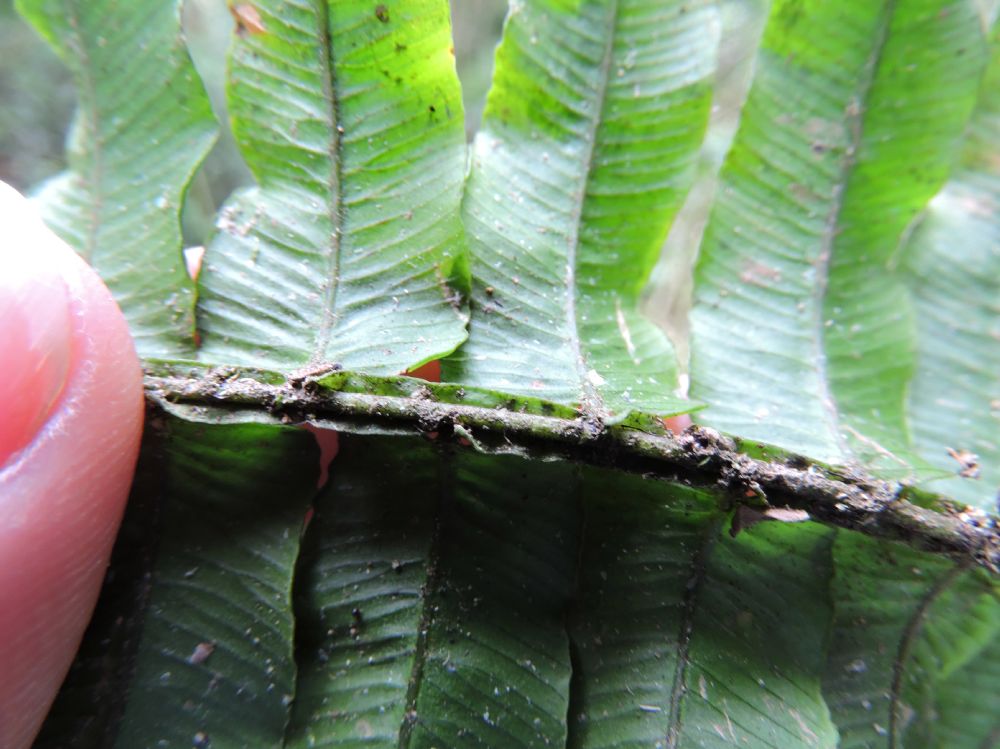 Lomariopsidaceae Lomariopsis vestita