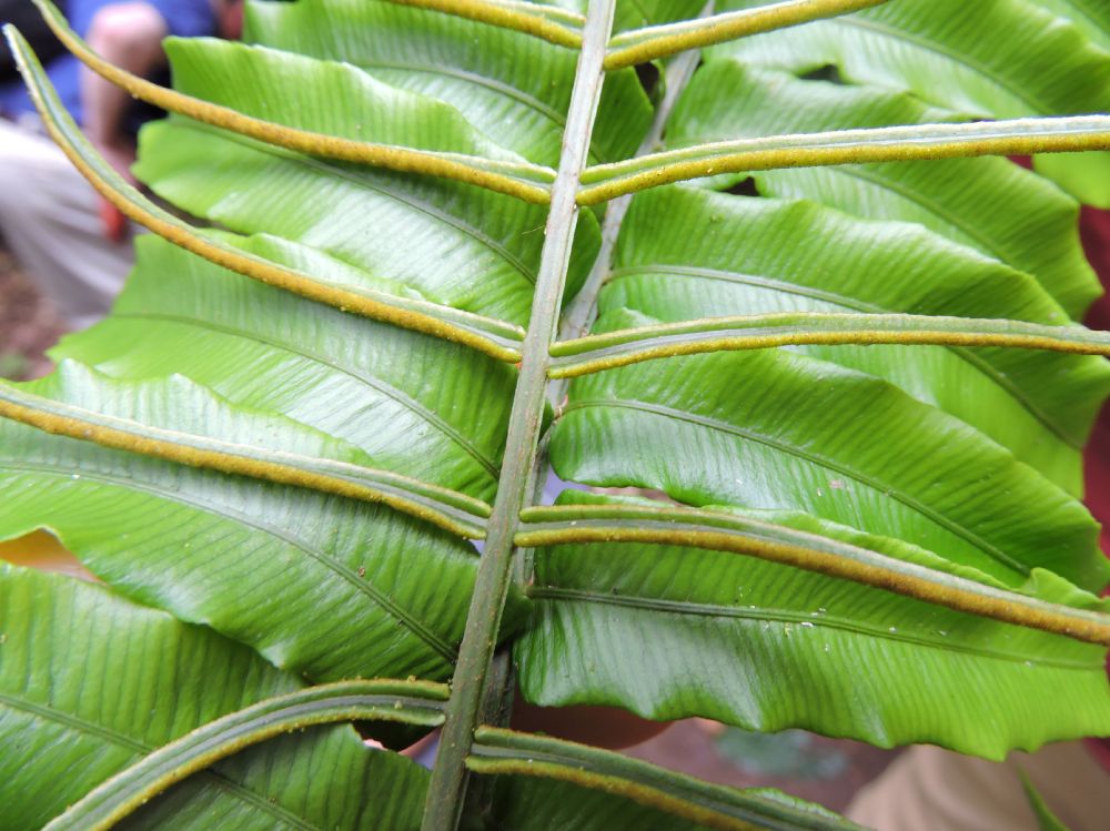 Lomariopsidaceae Lomariopsis vestita