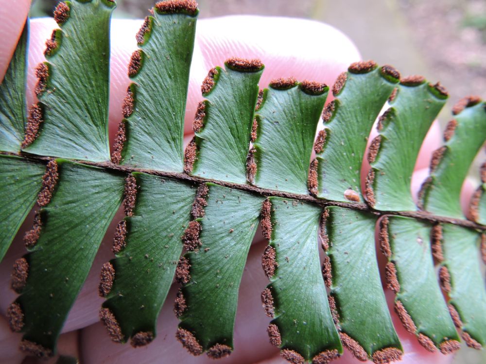 Pteridaceae Adiantum tetraphyllum