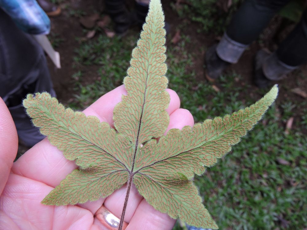 Pteridaceae Hemionitis palmata