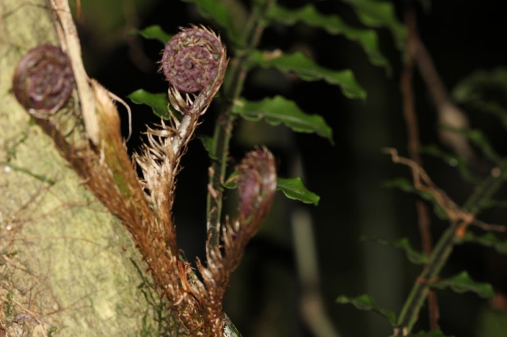 Lomariopsidaceae Lomariopsis vestita