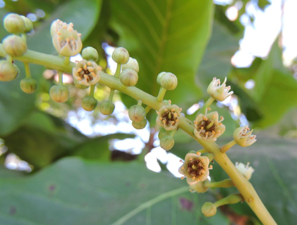 Combretaceae Terminalia catappa