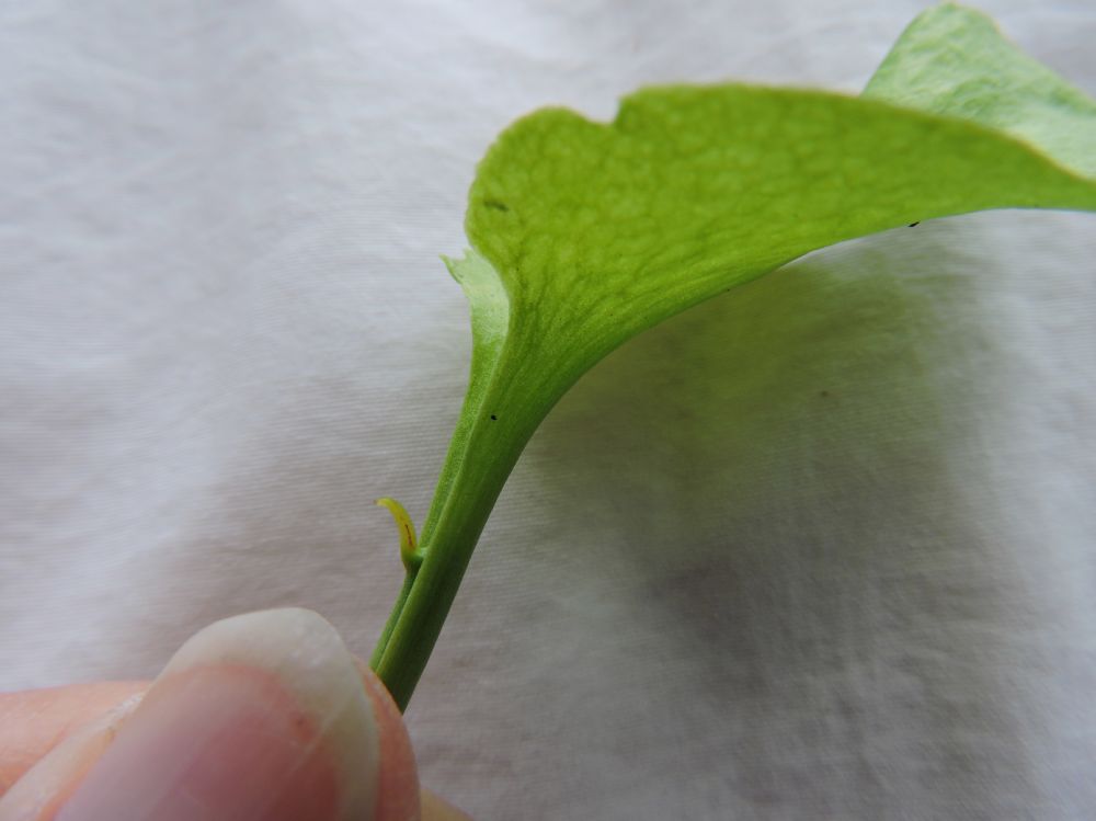 Ophioglossaceae Ophioglossum reticulatum