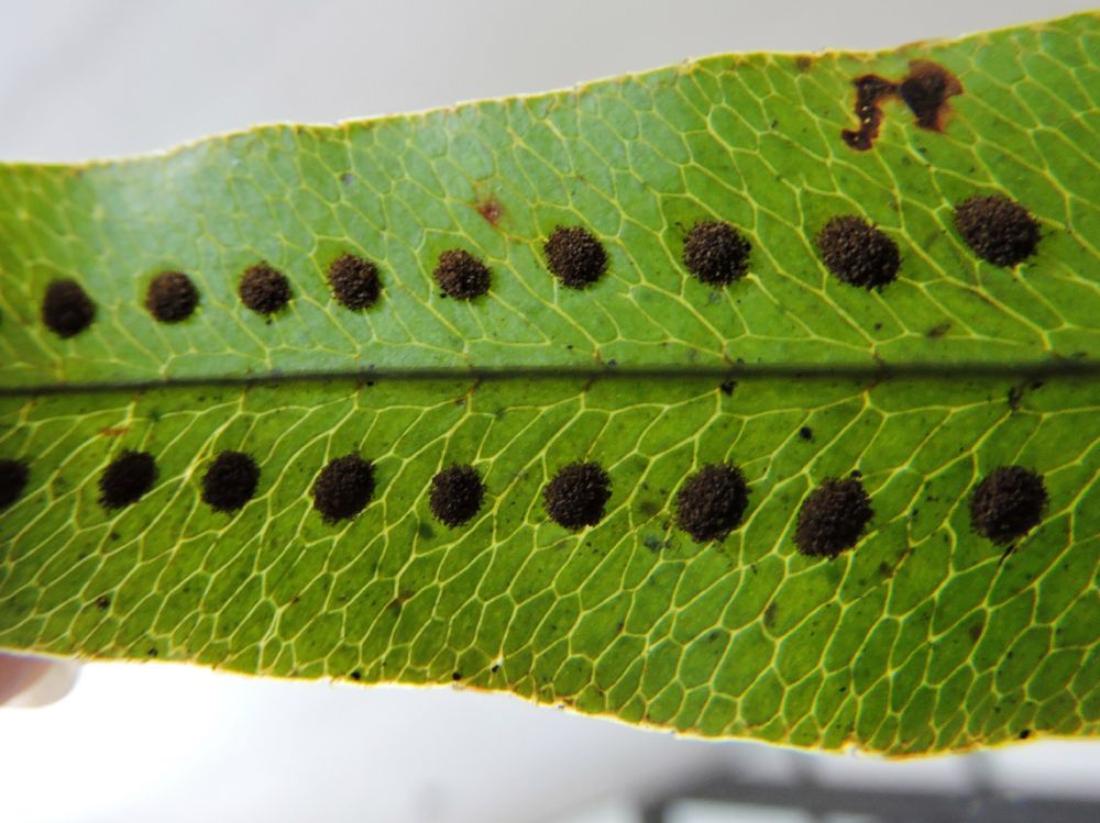 Polypodiaceae Phlebodium pseudoaureum