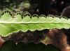 image of Dennstaedtia coronata