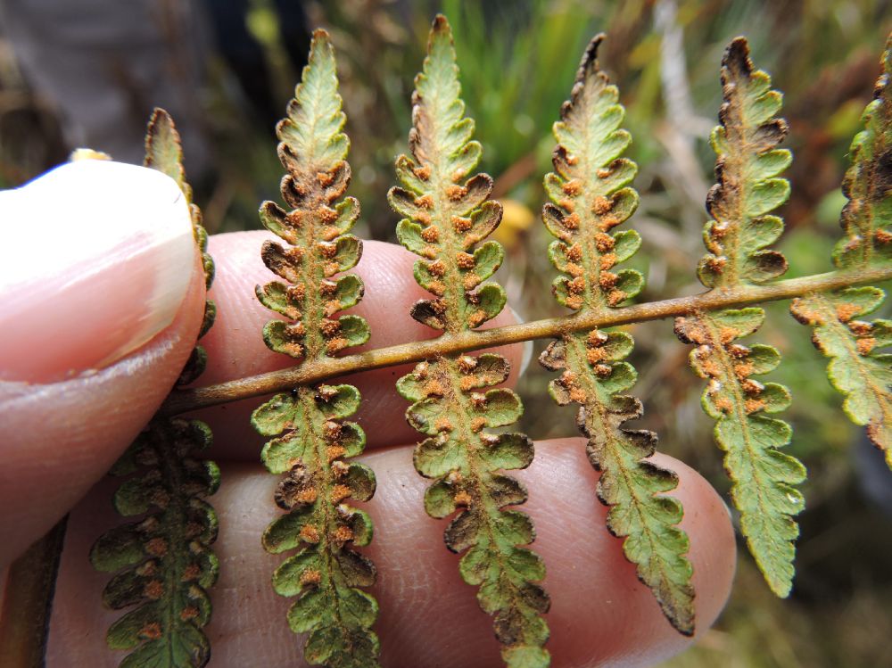 Dennstaedtiaceae Hypolepis zimmeriae