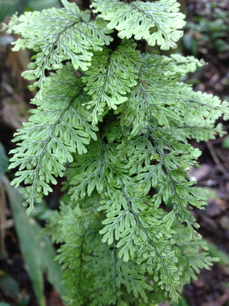 Hymenophyllaceae Hymenophyllum fucoides