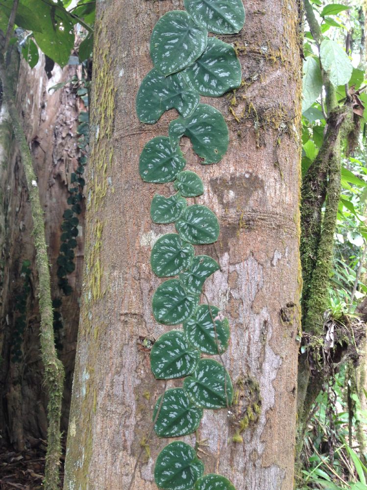 Araceae Monstera tuberculata