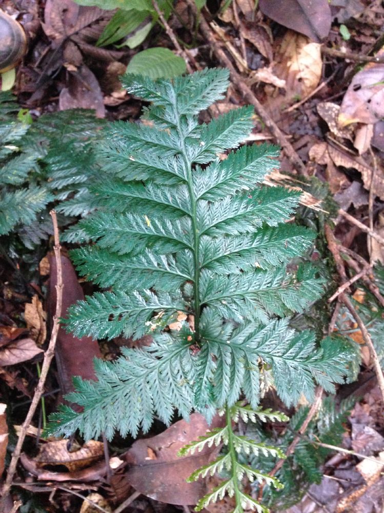 Hymenophyllaceae Trichomanes elegans