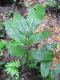 image of Mickelia nicotianifolia