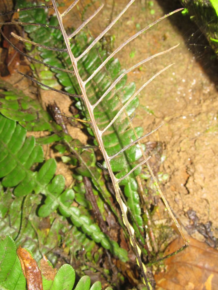 Blechnaceae Austroblechnum wardiae