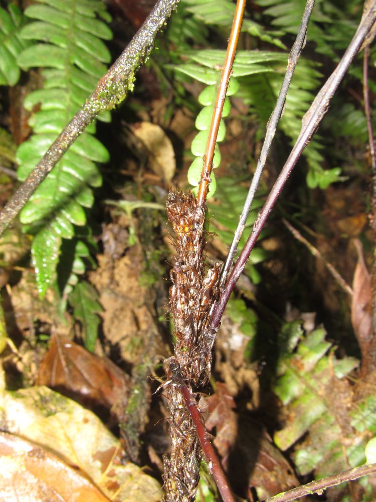 Blechnaceae Austroblechnum wardiae