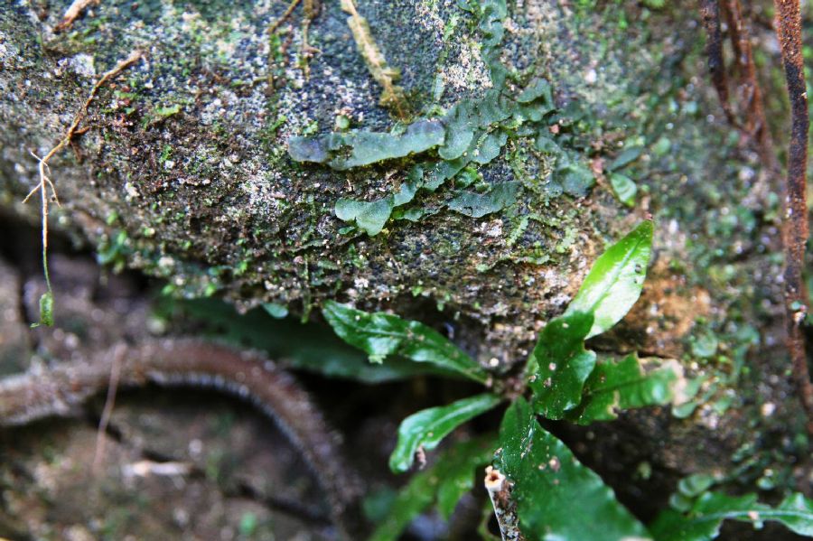 Lomariopsidaceae Lomariopsis spectabilis