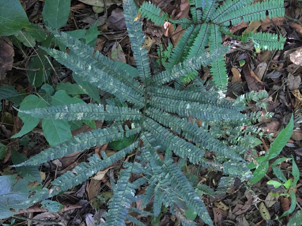 Pteridaceae Adiantum pulverulentum