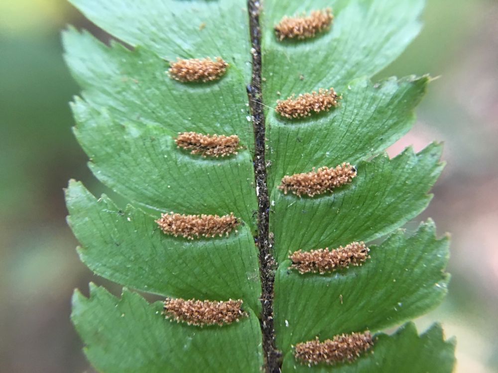 Pteridaceae Adiantum pulverulentum