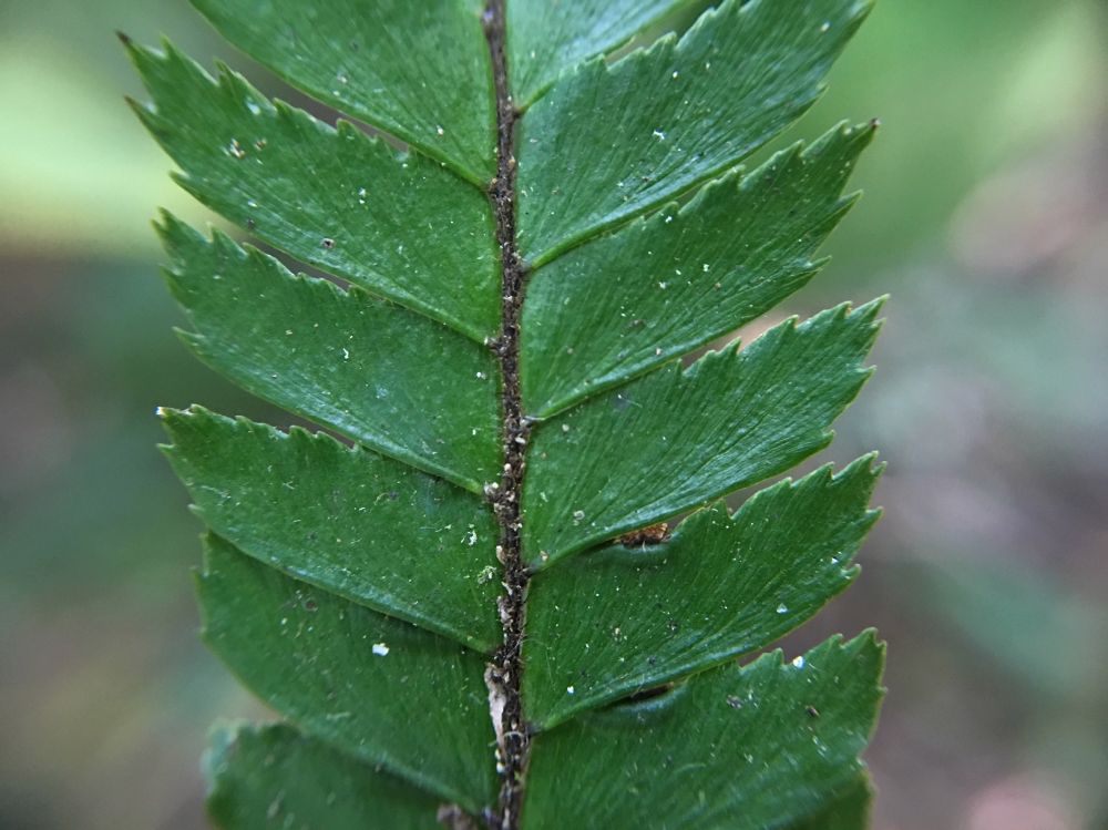 Pteridaceae Adiantum pulverulentum