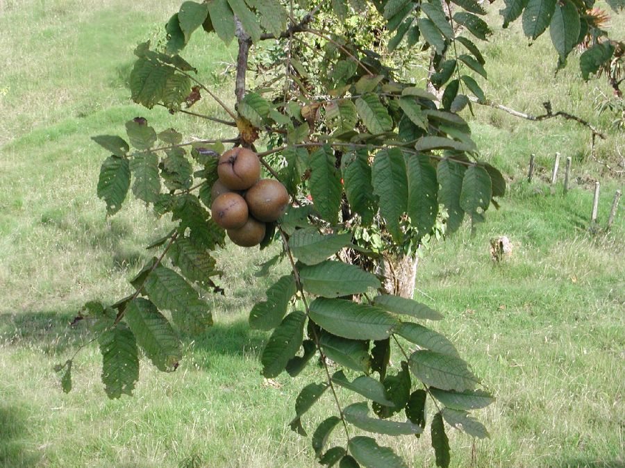 Juglandaceae Juglans neotropica