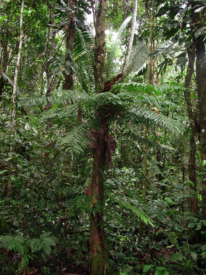 Lomariopsidaceae Mickelia lindigii