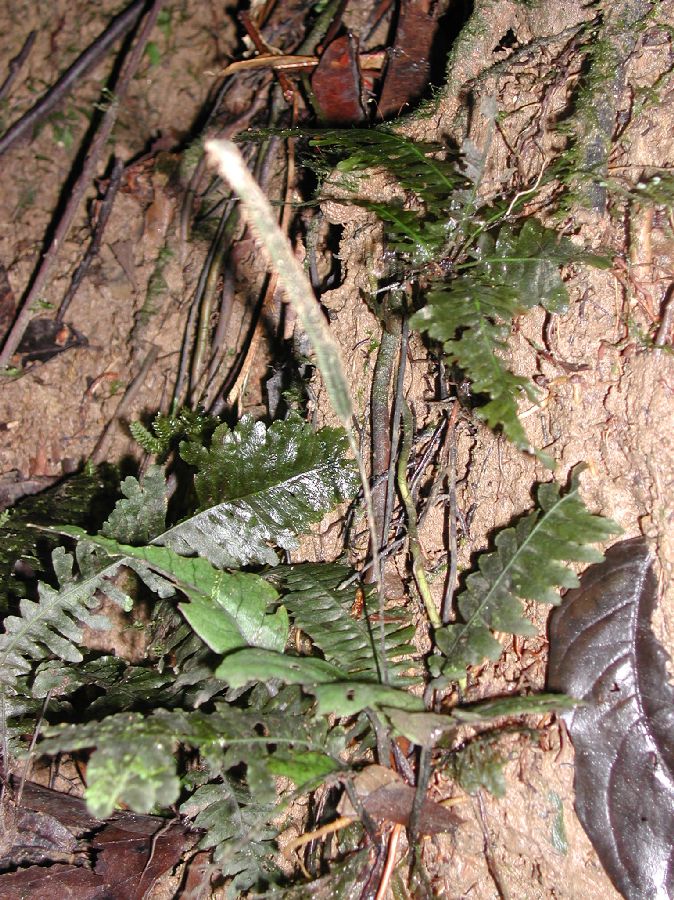 Hymenophyllaceae Trichomanes diversifrons