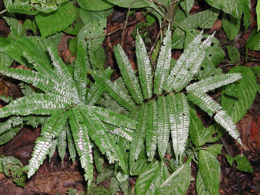 Pteridaceae Adiantum pulverulentum