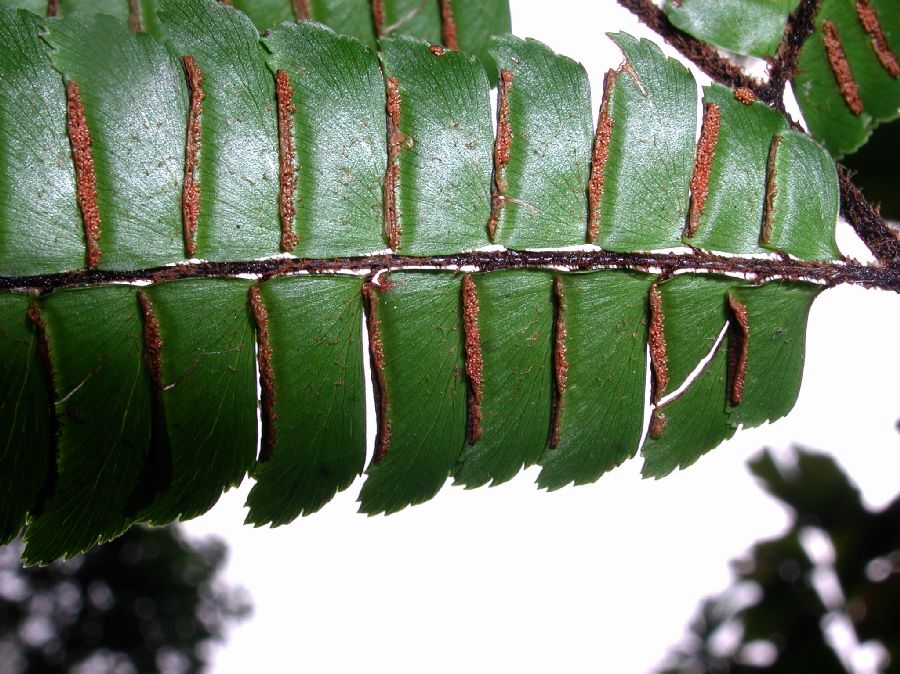 Pteridaceae Adiantum pulverulentum