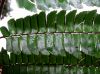 image of Adiantum pulverulentum