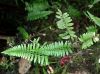 image of Asplenium auritum