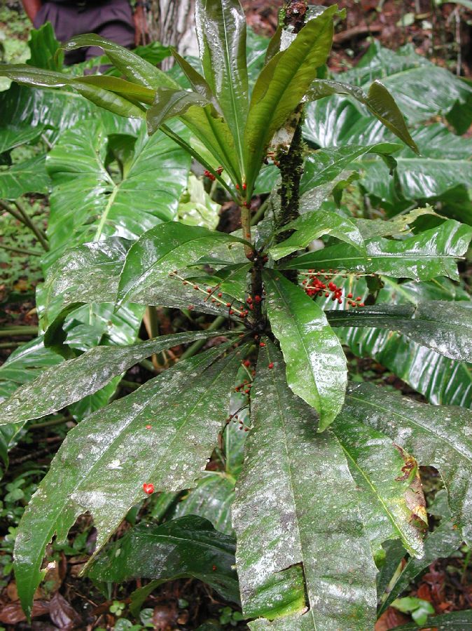 Primulaceae Clavija procera