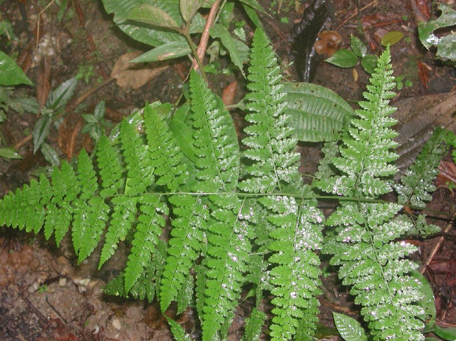 Dennstaedtiaceae Dennstaedtia bipinnata