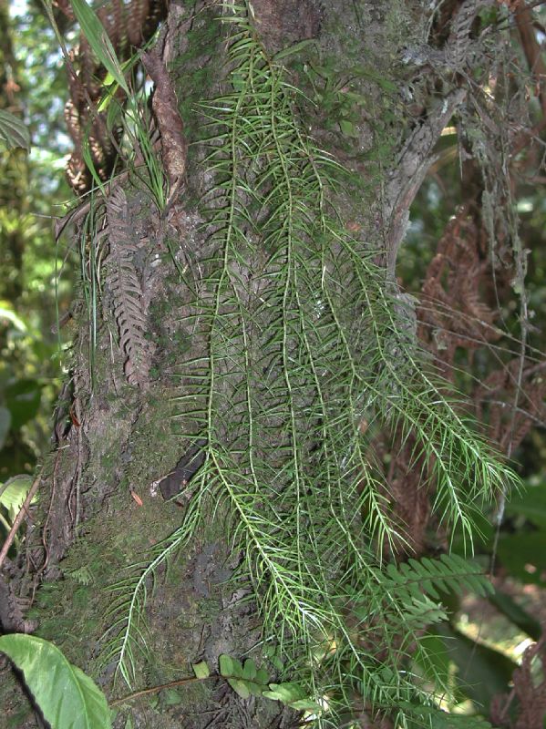 Lycopodiaceae Phlegmariurus linifolius