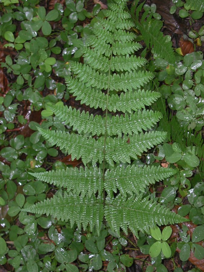 Dennstaedtiaceae Hypolepis hostilis