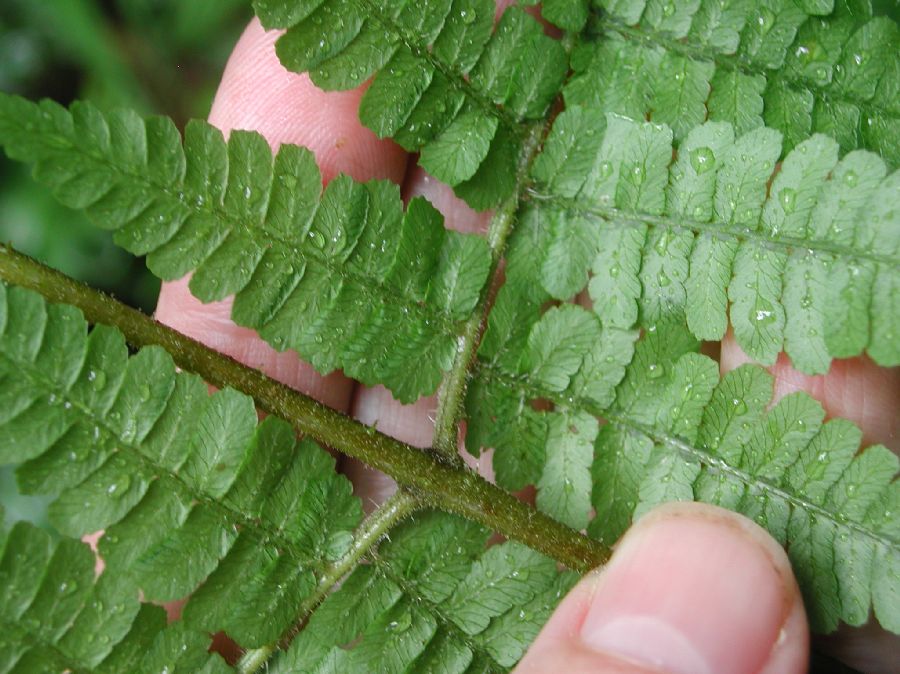 Dennstaedtiaceae Hypolepis hostilis